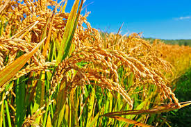 Great India rice plants,