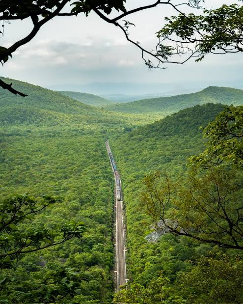 Great India forest,